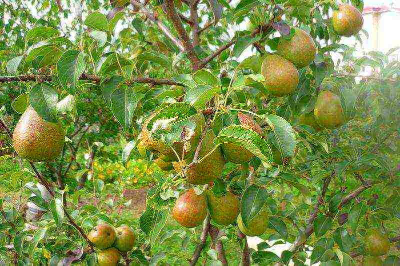 the best varieties of pears