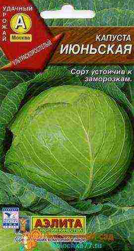 the best varieties of cabbage