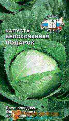 the best varieties of cabbage