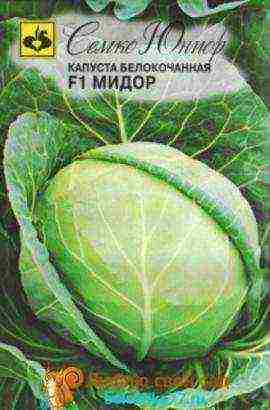 the best varieties of cabbage