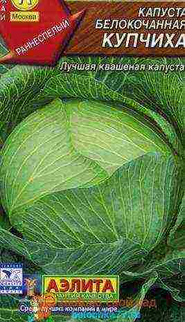 the best varieties of cabbage