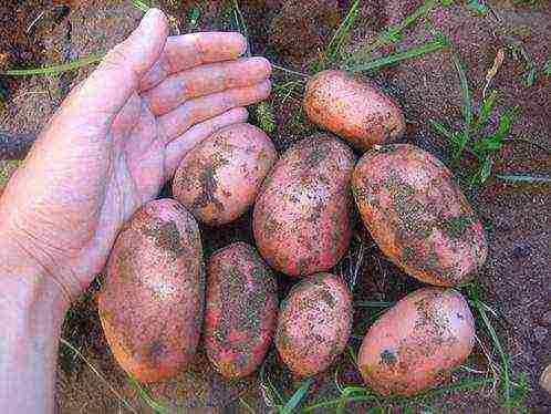 the best varieties of potatoes