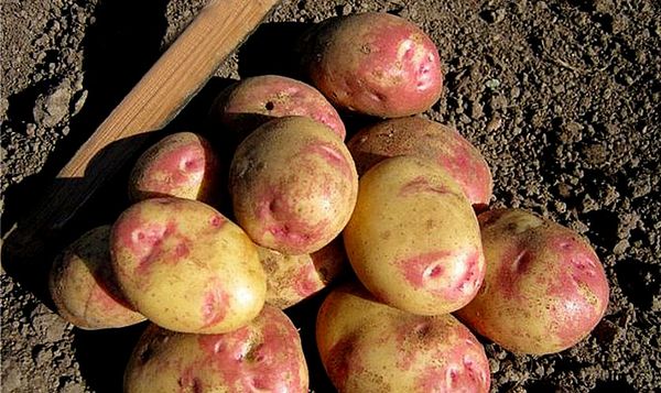 the best varieties of potatoes