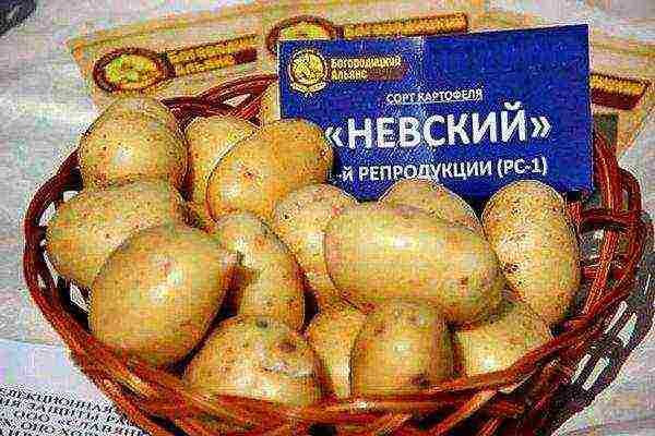 the best varieties of potatoes
