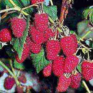 the nicest varieties of raspberries