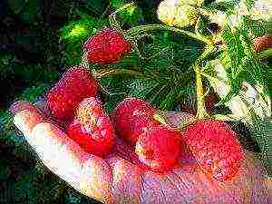 the best varieties of raspberries