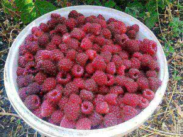 the best varieties of raspberries