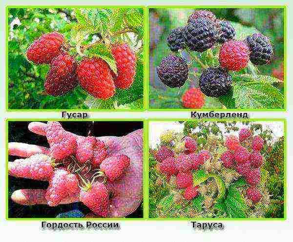 the nicest varieties of raspberries