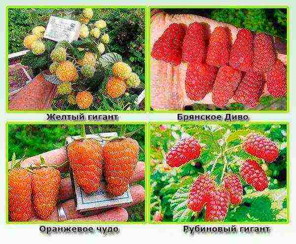the nicest varieties of raspberries