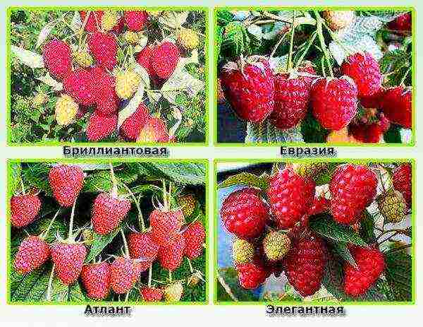 the best varieties of raspberries