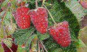 the nicest varieties of raspberries