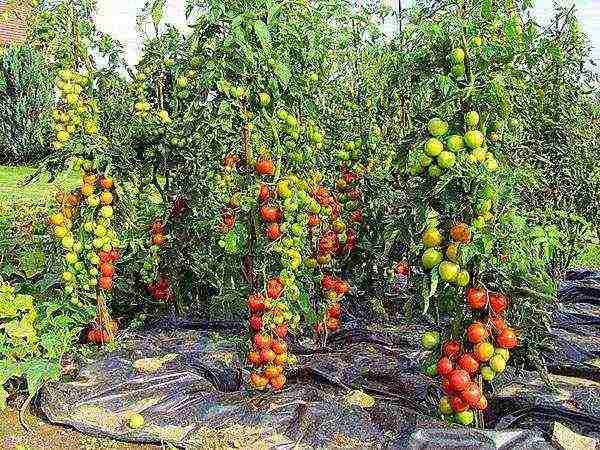 the best varieties of tomatoes