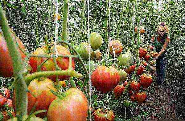 the best varieties of tomatoes