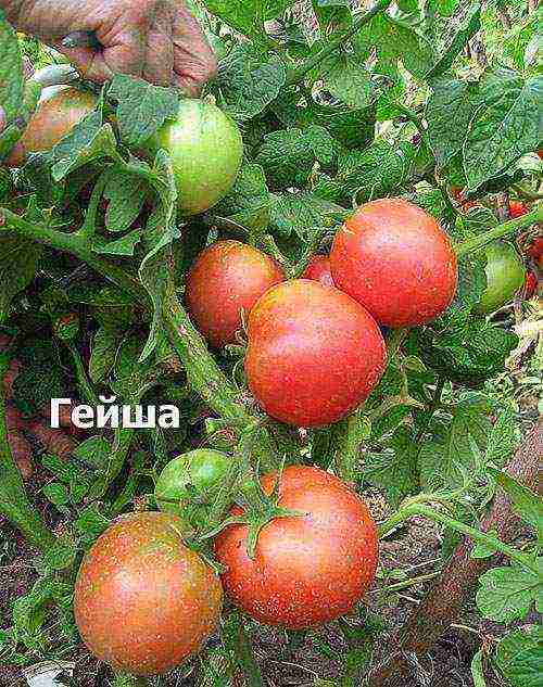 the best varieties of tomatoes
