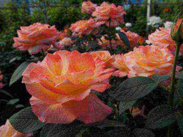 the nicest varieties of roses