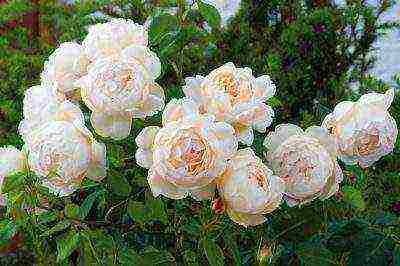 the nicest varieties of roses