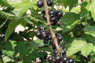 the best varieties of currants