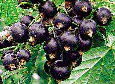 the best varieties of currants