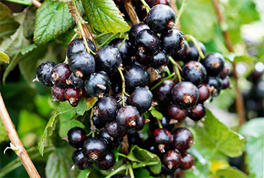 the best varieties of currants