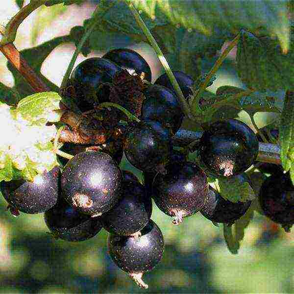 the best varieties of currants