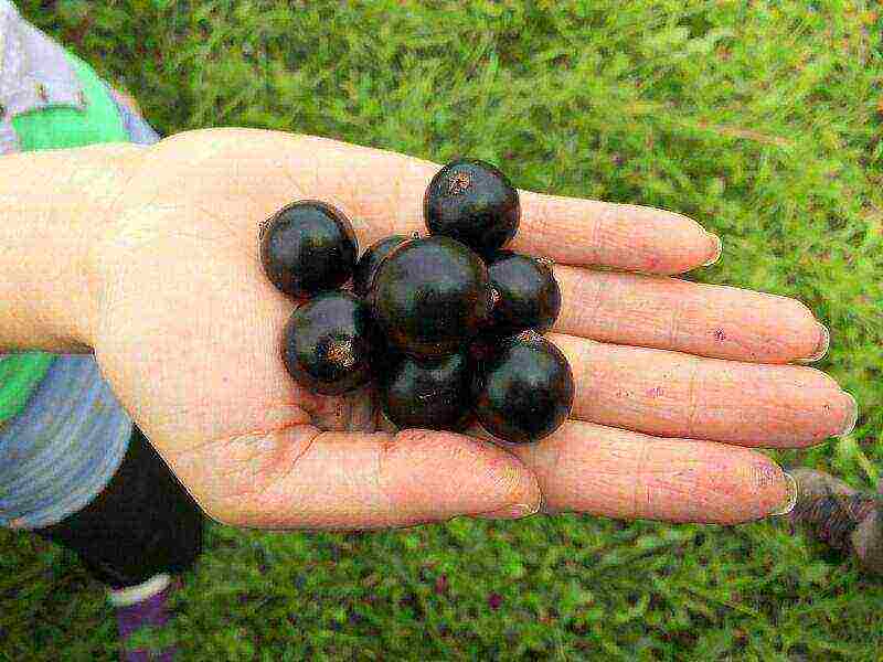 ang pinakamahusay na mga pagkakaiba-iba ng mga currant