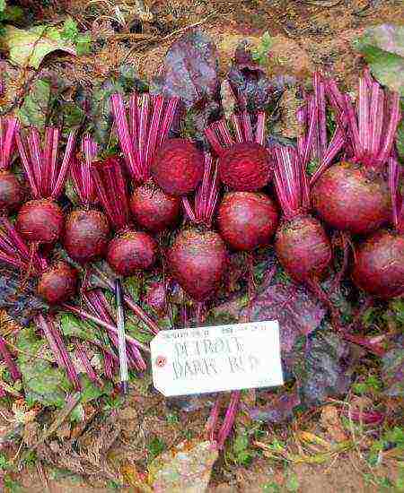 the best varieties of beets