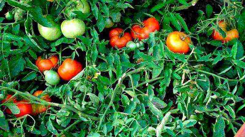 the best varieties of tomatoes