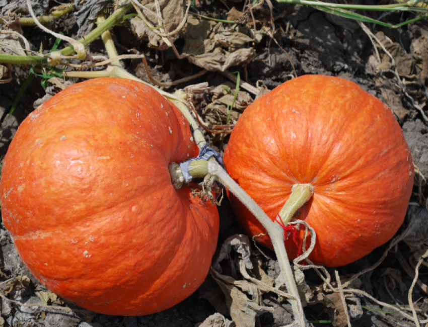 the nicest pumpkin varieties