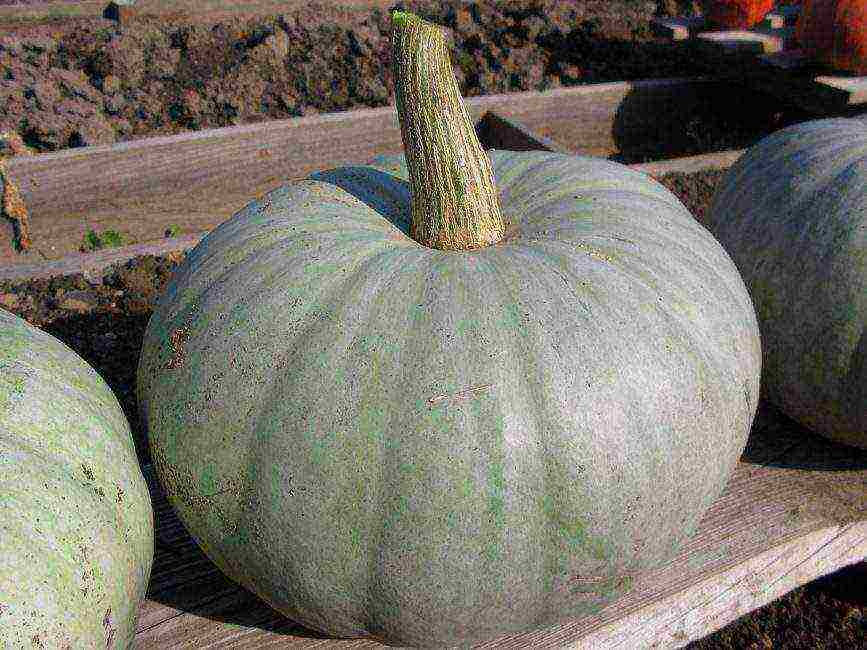 the nicest pumpkin varieties