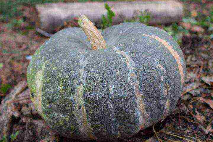 the nicest pumpkin varieties