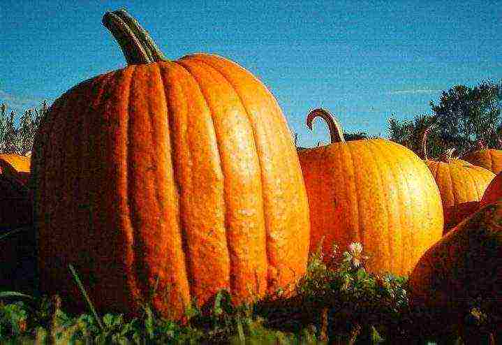 the nicest pumpkin varieties