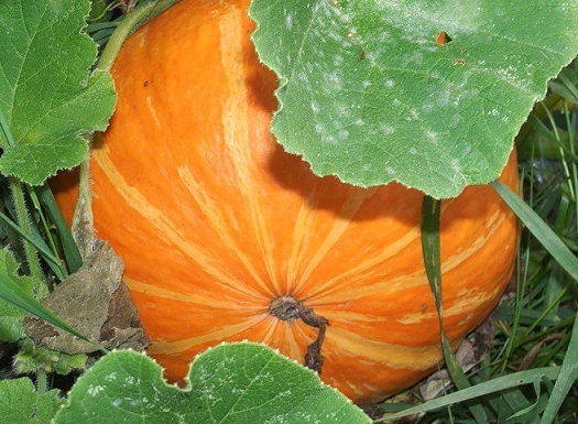 the nicest pumpkin varieties