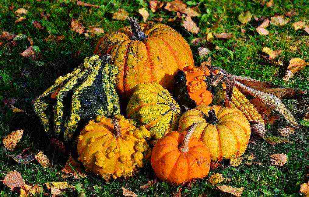 the nicest pumpkin varieties