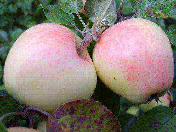 the nicest varieties of apple trees