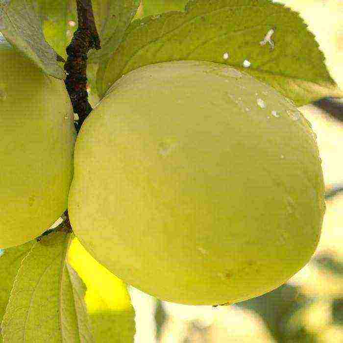 the nicest varieties of apple trees