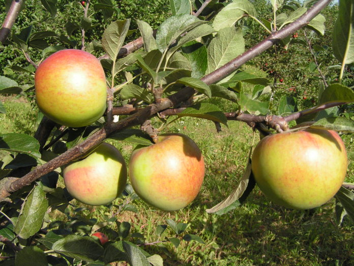 the nicest varieties of apple trees