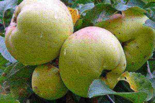 the nicest varieties of apple trees