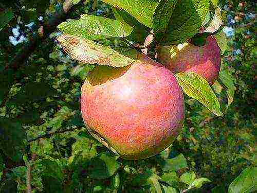 the nicest varieties of apple trees