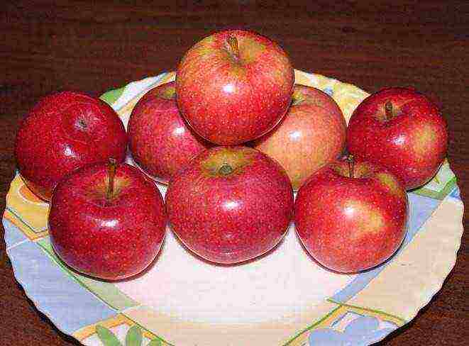 the nicest varieties of apple trees