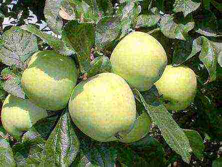 the nicest varieties of apple trees