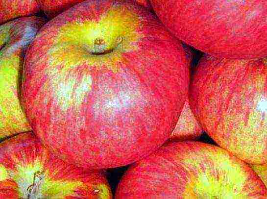 the nicest varieties of apple trees