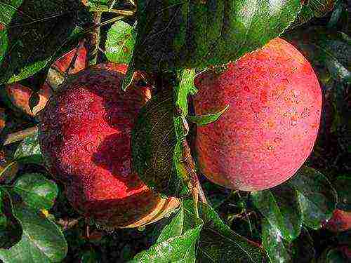 the nicest varieties of apple trees