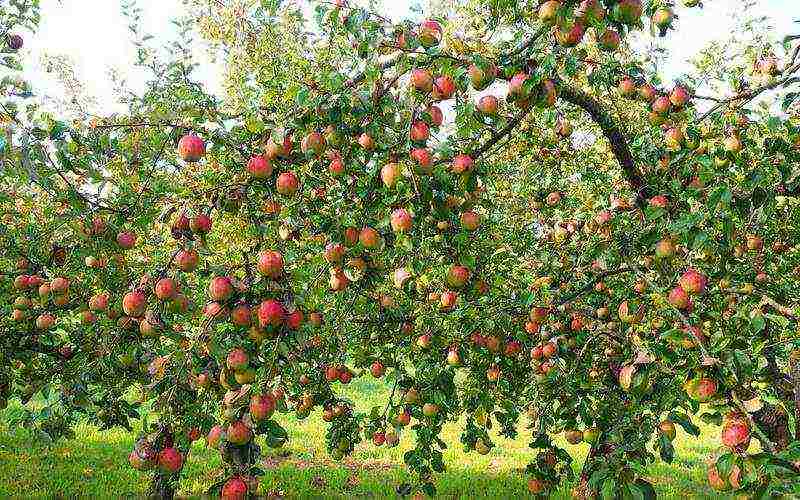 the nicest varieties of apple trees