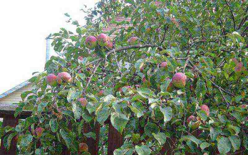 the nicest varieties of apple trees