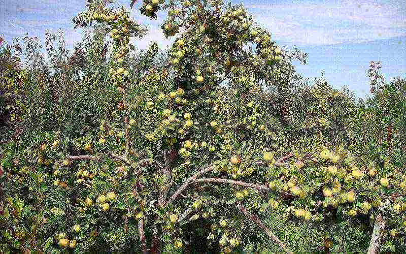 the nicest varieties of apple trees