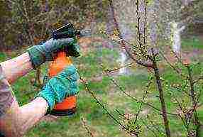 the nicest varieties of apple trees