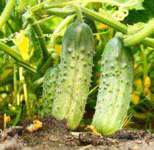 ang pinakamahusay na mga pagkakaiba-iba ng mga pipino