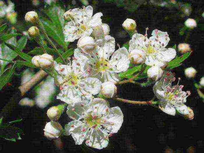 the best varieties of hawthorn