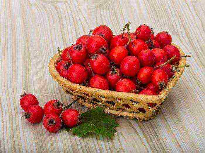 the best varieties of hawthorn