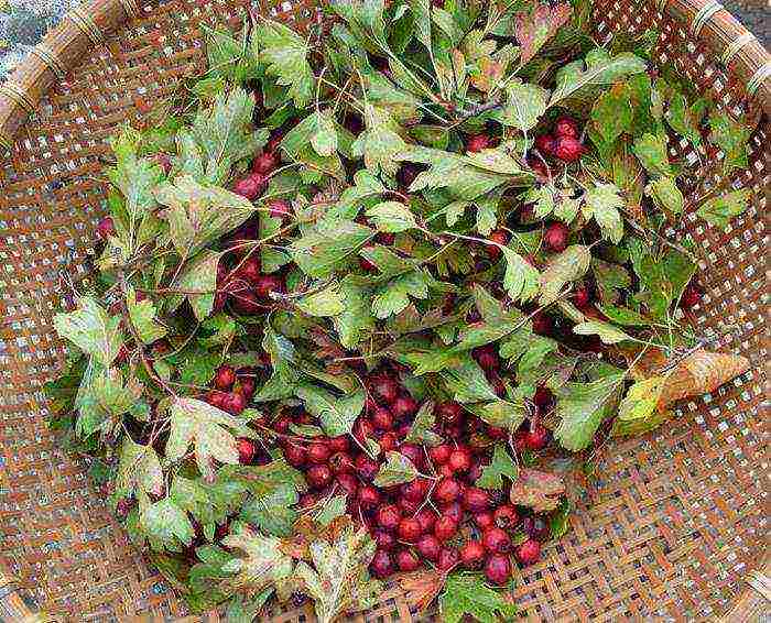 ang pinakamahusay na mga pagkakaiba-iba ng hawthorn